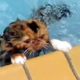Illustration for article titled Video: Adorable Cat Does Adorable Swimming Thing